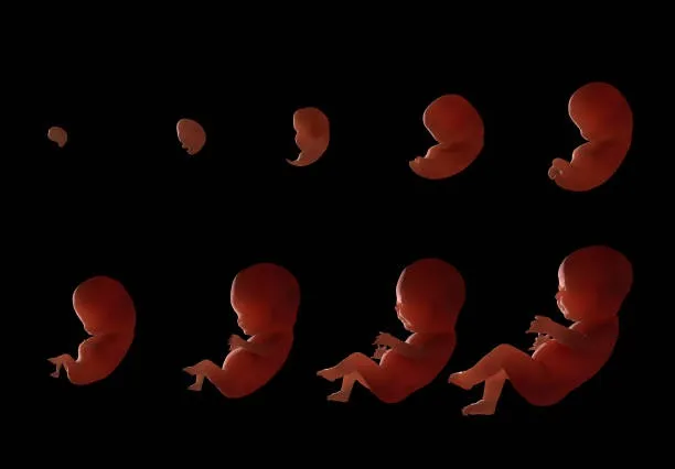 ПК Актуальные вопросы эмбриологии 36ч